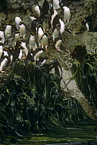 Snares Island / crested penguins (Eudyptes robustus) on rocks above seaweed, Snares Island, New Zealand, vulnerable species