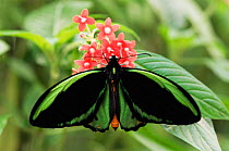 Male Australian birdwing butterfly {Ornithoptera priamus} Western Australia