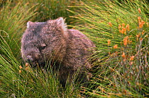 Common wombat foraging in grass (Vombatus ursinus) Cradle Valley NP, Tasmania, Australia