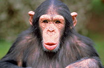 Young male Chimp portrait -  facial expression {Pan troglodytes}