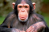 Young male Chimp portrait -  facial expression {Pan troglodytes}