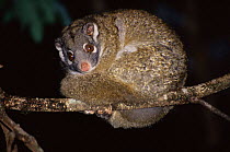 Green ringtailed possum {Pseudocheirus archeri} Queensland Australia