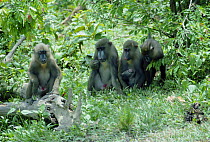 Mandrill family group {Mandrillus sphinx} Gabon, Central Africa