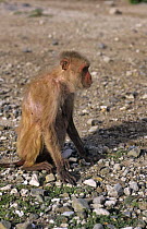 Age dominant Rhesus macaque (Macaca mulatta) sitting on ground, West Africa