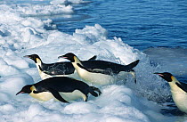 Emperor penguins {Aptenodytes forsteri} jumping out of sea onto ice, Cape Washington, Antarctica