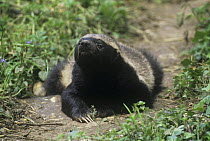Ratel / Honey badger {Mellivora capensis} male, captive, from Africa and Asia