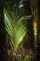 Palm fronds of young Nikau palm {Rhopalostylis sapida} beside trunk of a mature plant, from New Zealand