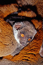 Mongoose lemur young {Eulemur mongoz} vulnerable species occurs Madagascar and Comoro islands