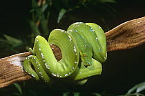 Green tree python coiled around branch {Chondopython viridis} captive
