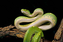 Green tree python coiled ready to strike in defensive position {Chondopython viridis}