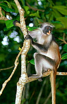 Zanzibar red colobus monkey (Procolobus kirkii) Jozani Forest, Zanzibar, Tanzania