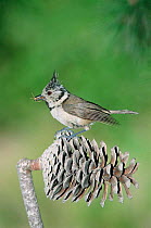 Crested tit on fir cone {Lophophanes cristatus} Spain
