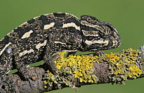 European chameleon (Chamaeleo chamaeleo), Spain