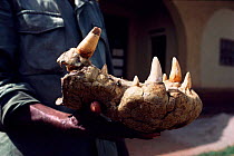 Warden with Nile crocodile jaw bitten off by Hippo, Garamba NP, DR Congo