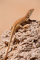 Spiny footed lizard basking {Acanthodactylus erythrurus} Spain