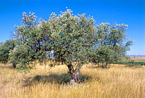 Olive tree {Olea europaea} Spain