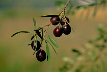 Black Olives on tree {Olea europaea} Spain