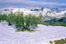 Olive tree in snow {Olea europaea} Spain