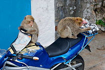 Barbary apes playing on motorcycle {Macaca sylvanus} Gibraltar, Spain