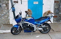 Barbary apes playing on motorcycle {Macaca sylvanus} Gibraltar, Spain