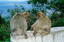 Barbary apes {Macaca sylvanus) with Straits of Gibraltar in background, Gibraltar, Spain