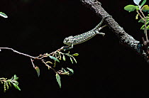European chameleon {Chamaeleo chamaeleo} moving from branch to branch sequence. Spain
