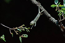 European chameleon {Chamaeleo chamaeleo} moving from branch to branch sequence Spain