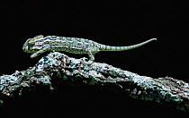 European chameleon {Chamaeleo chamaeleo} looking forward -  eye swivel sequence. Spain