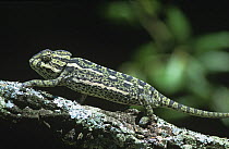 European chameleon (Chamaeleo chamaeleo) Spain