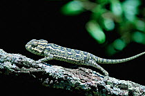 European chameleon {Chamaeleo chamaeleo} looking behind -  eye swivel sequence. Spain