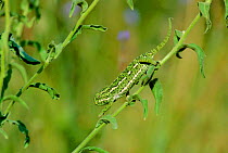 European chameleon walking down plant stem. Camouflage. {Chamaeleo chamaeleo} Spain