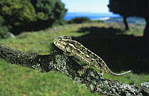 European chameleon (Chamaeleo chamaeleon), Spain