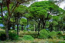 Pine tree forest, Brena y pinar NP Barbate, Andalucia, Spain habitat for European chameleon