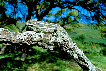 European chameleon camouflaged on branch {Chamaeleo chamaeleo}  Spain