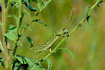 European chameleon walking down plant. Camouflage.  {Chamaeleo chamaeleo} Spain