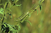 European chameleon (Chamaeleo chamaeleo)  walking down plant, Spain.