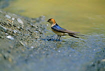 Red rumped swallow collecting mud {Cecropis daurica} Spain