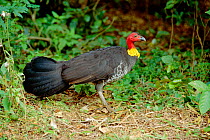 Australian brush turkey {Alectura lathami} Queensland, Australia