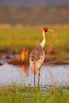 Brolga crane {Grus rubicunda} Yepon, Queensland, Australis