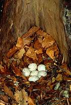 European nuthatch eggs in nest {Sitta europaea}