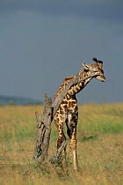 Giraffe scratching head on dead tree stump {Giraffa camelopardalis} East Africa