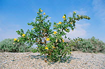 Large yellow restharrow {Ononis natrix} Spain