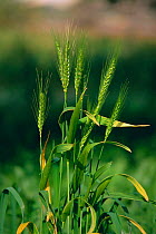 Durum wheat {Triticum surum} Spain