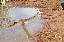 Rock python striking at prey from waterhole {Python sebae} South Africa