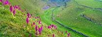 Cressbrook Dale with Early purple orchids {Orchis mascula} Peak District NP, Derbyshire, UK
