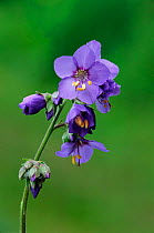 Jacob's ladder flower {Polymonium caeruleum} Lathkill Dale NNR, Derbyshire dales UK