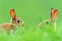 Two young European rabbits {Oryctolagus cuniculus} in grass, Derbyshire, UK