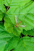 Giant crane fly on leaf {Tipula maxima} Derbyshire, UK