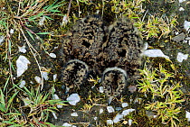 Two Lapwing chicks camouflaged {Vanellus vanellus} Cheshire, UK