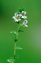 Eyebright flower {Euphrasia nemorosa} Derbyshire, UK